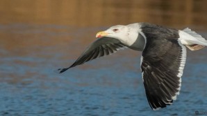 Sarıyer / Kongreyi Geride Bıraktık.